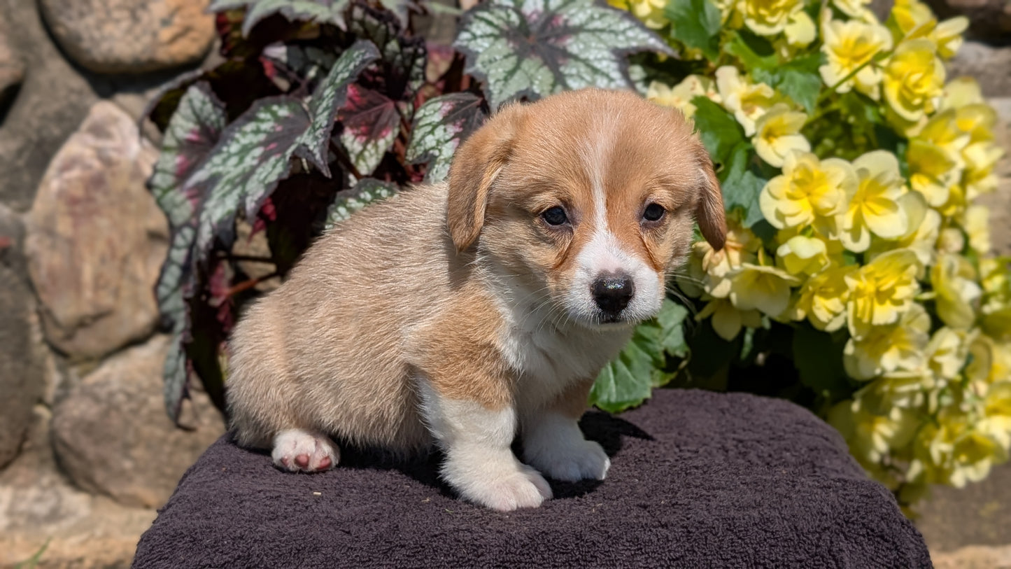 CORGI (JUL 13) 2 FEMALES/3 MALES