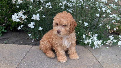 CAVAPOO (05/29) MALE