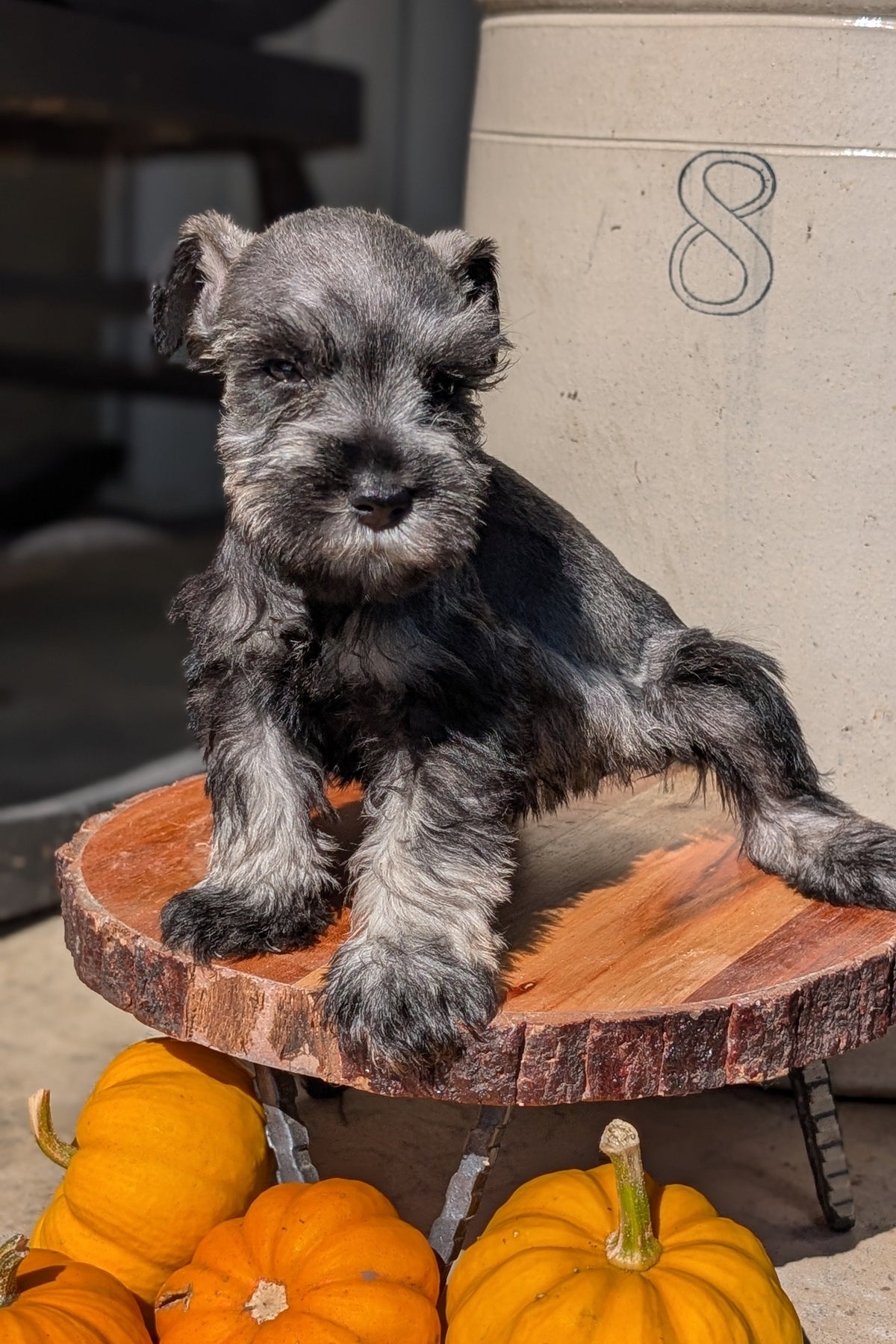 MINI SCHNAUZER (AUG 24) 8 FEMALES