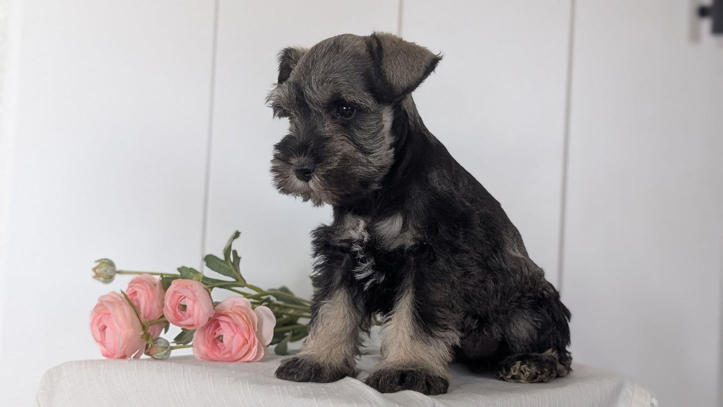 MINI SCHNAUZER (JAN 14) MALES