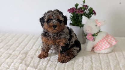 MINI POODLE (MAR 11) MALE