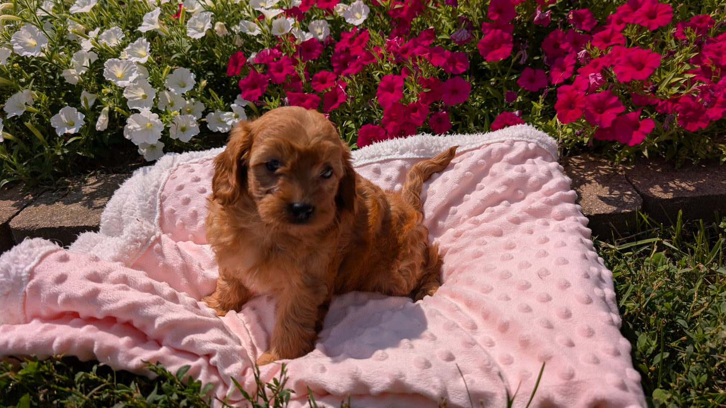 CAVAPOO (06/19) FEMALE