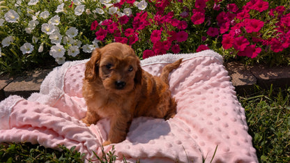 CAVAPOO (06/19) FEMALE