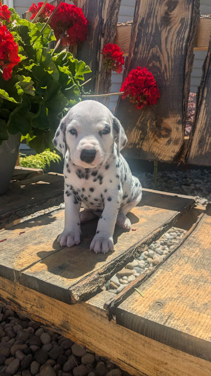 DALMATIAN (05/26) MALE