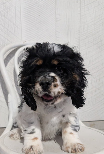 COCKER SPANIEL (09/19) MALE