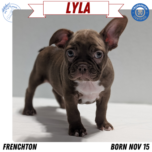 FRENCHTON (NOV 15) FEMALES