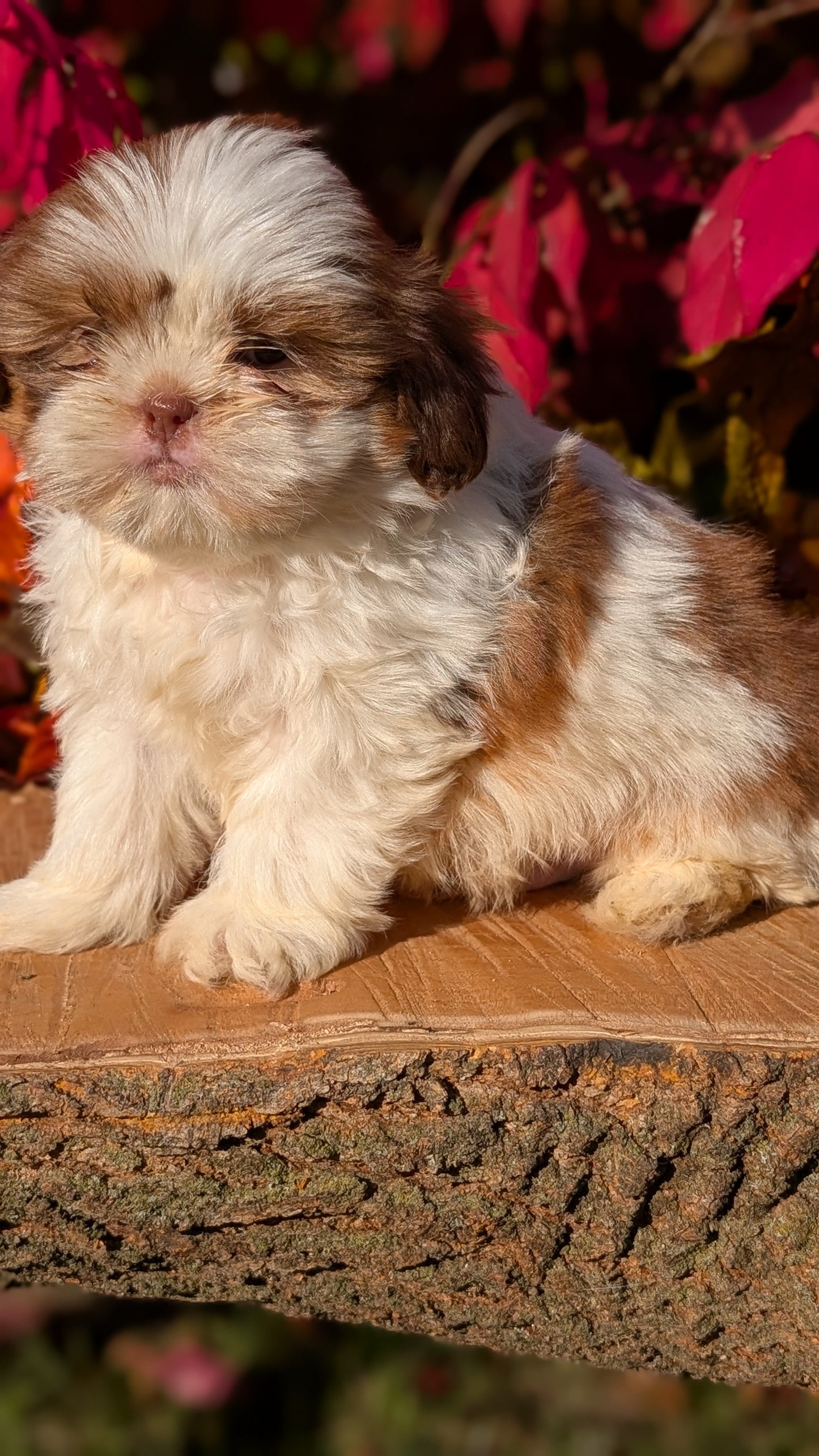 SHIH TZU (09/03) MALE
