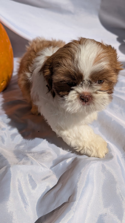 SHIH TZU (07/18) MALE