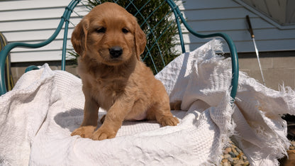 GOLDEN RETRIEVER (07/24) FEMALE