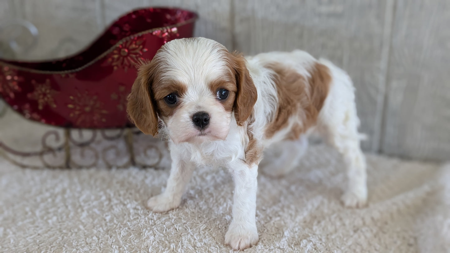 CAVALIER (09/12) FEMALE