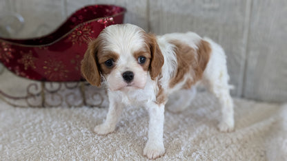 CAVALIER (09/12) FEMALE