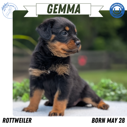 ROTTWEILER (05/28) FEMALE