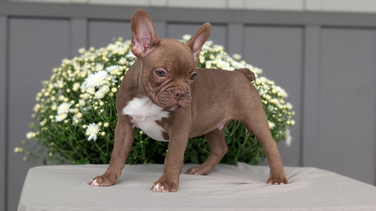 FRENCHTON (JUL 14) 2 MALES/1 FEMALE