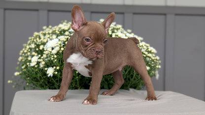 FRENCHTON (JUL 14) 2 MALES/1 FEMALE