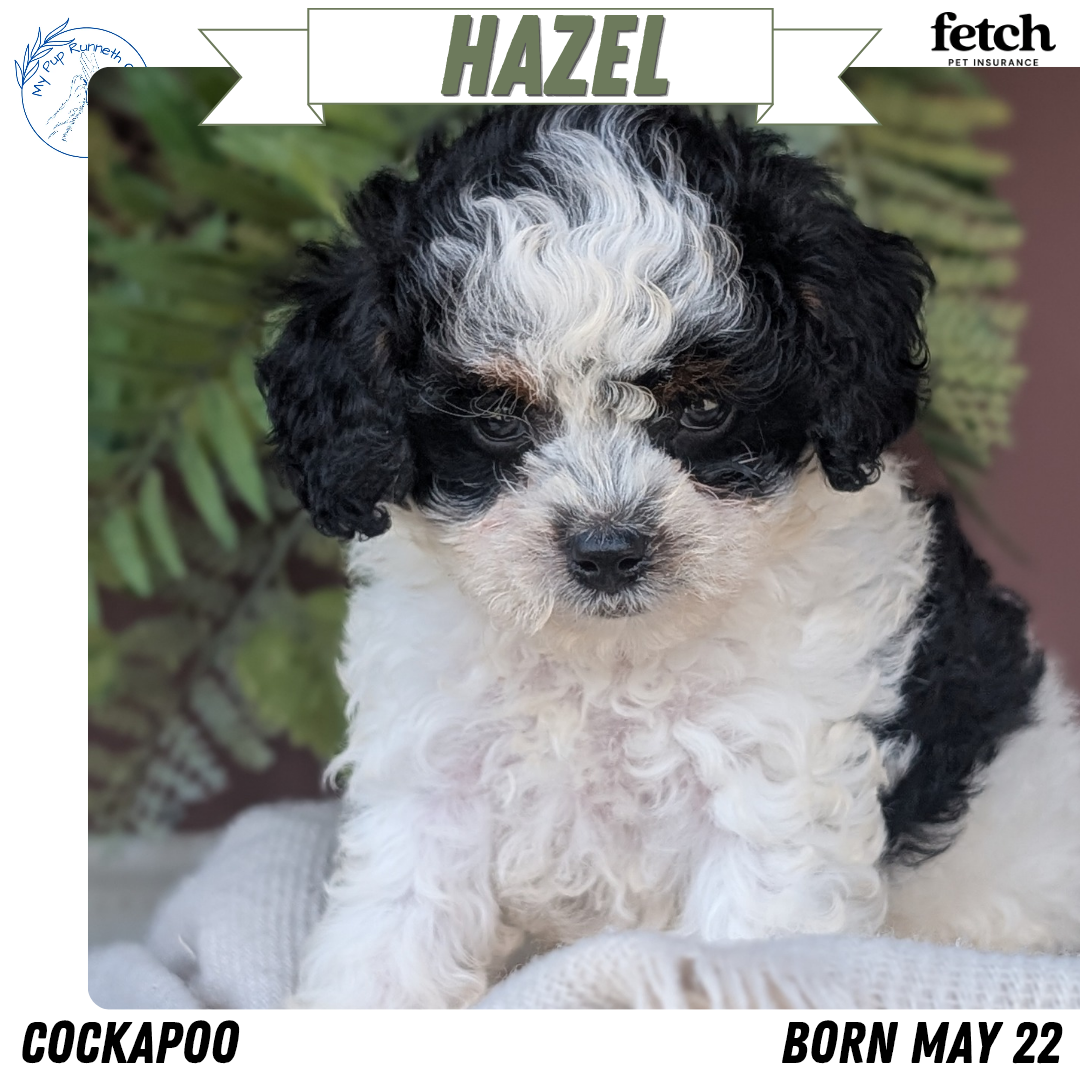 COCKAPOO (MAY 22) FEMALES