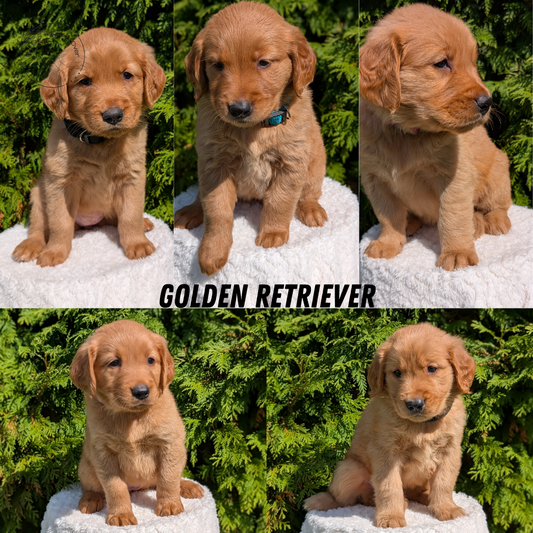 GOLDEN RETRIEVER (07/16) FEMALE
