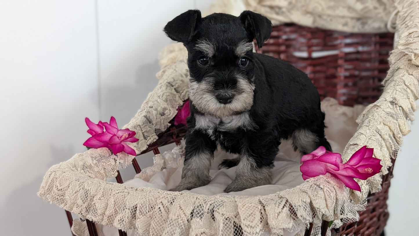 MINI SCHNAUZER (JAN 10) FEMALES