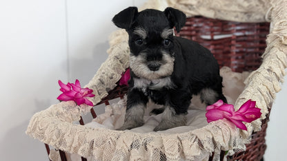 MINI SCHNAUZER (JAN 10) FEMALES