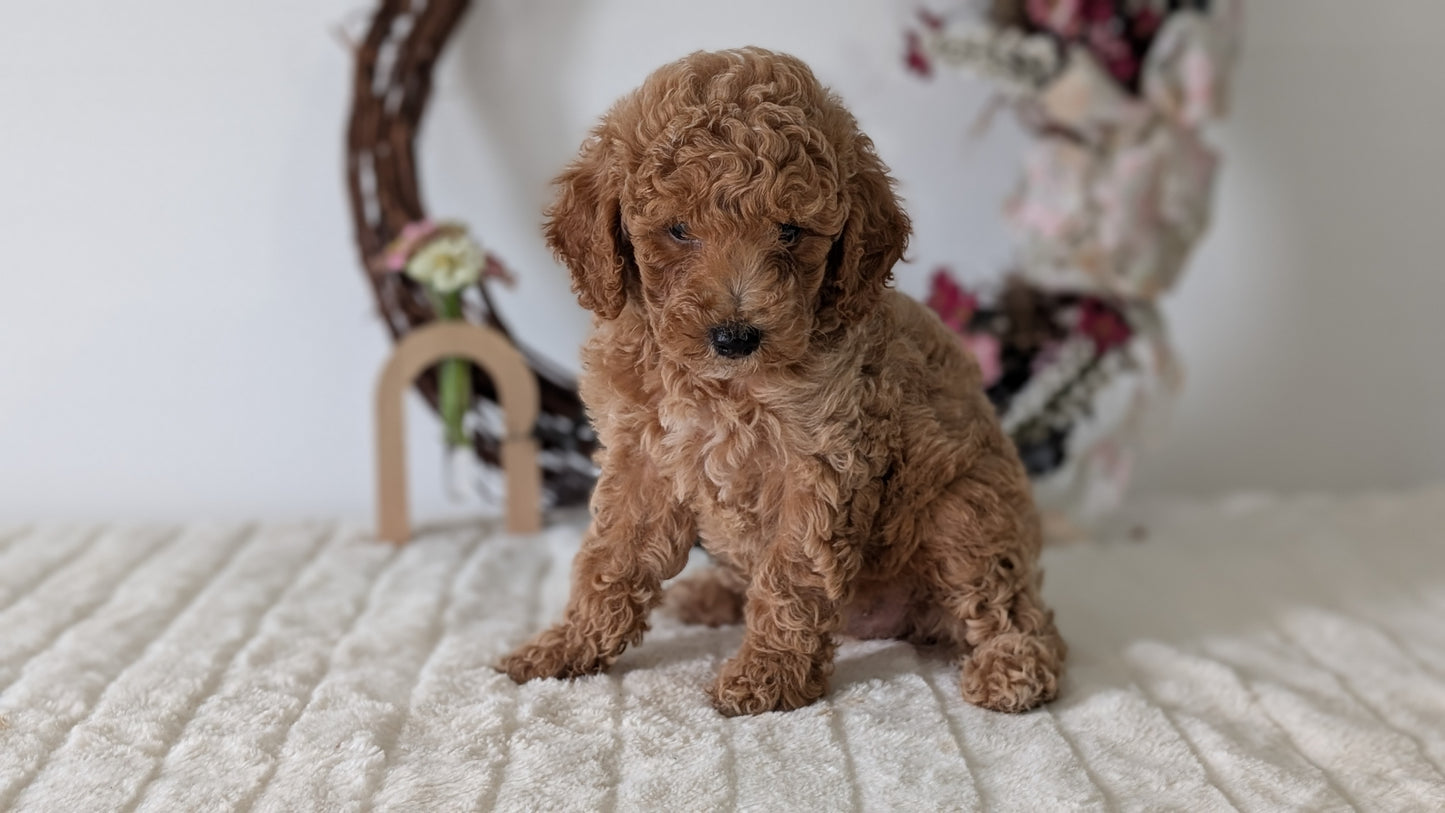 MINI POODLE (JUN 01) MALES