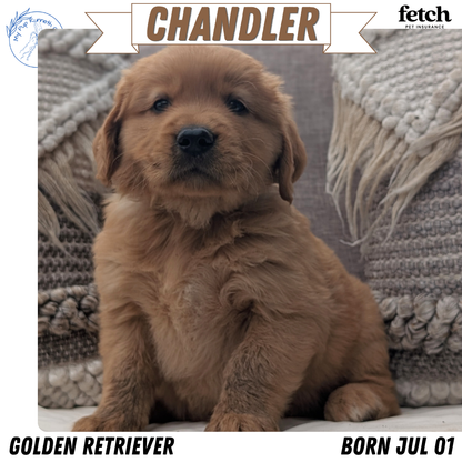 GOLDEN RETRIEVER (JUL 01) MALES