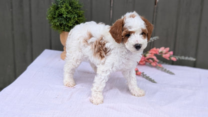 MINI POODLE (MAY 08) MALES