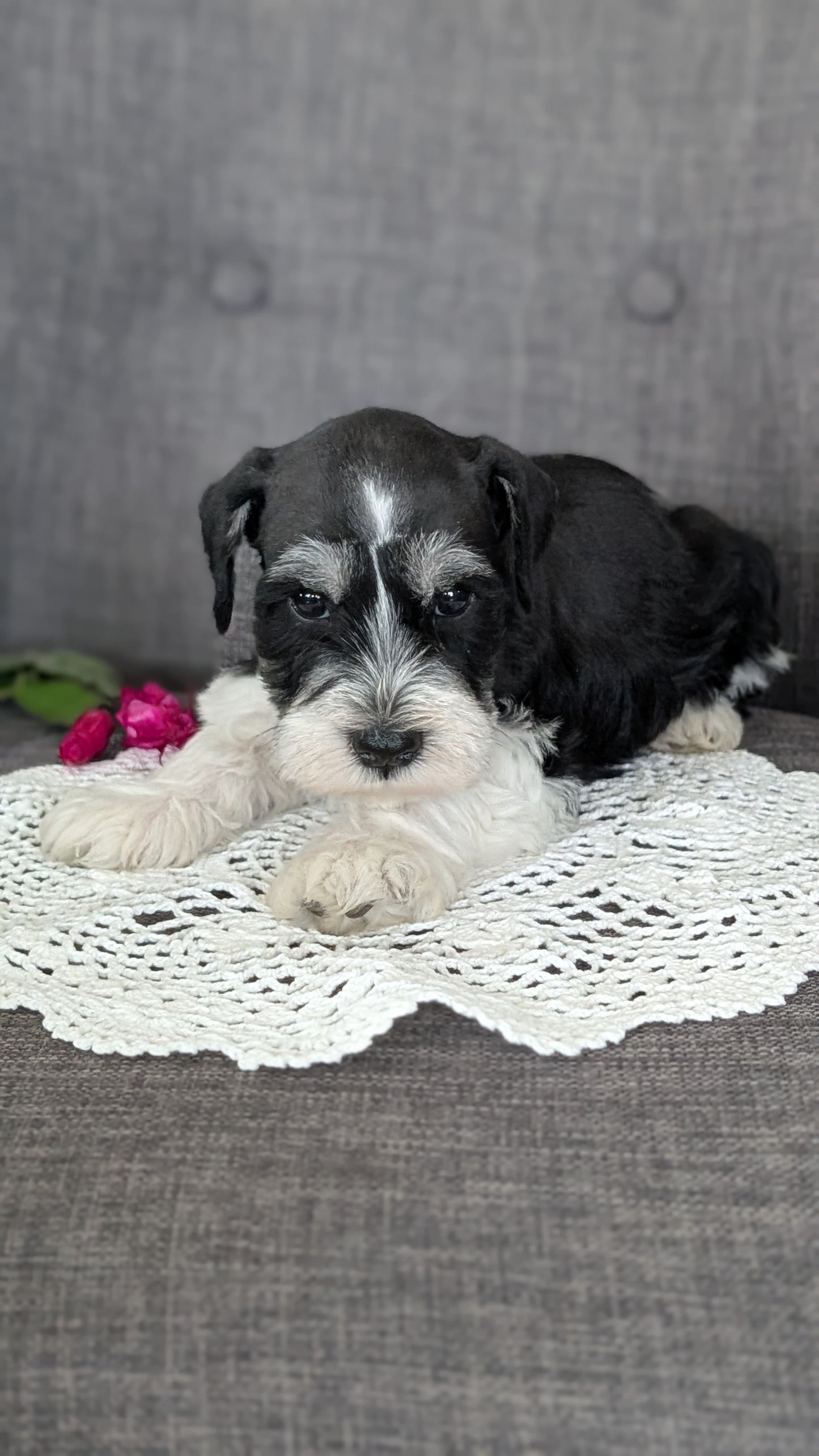 MINI SCHNAUZER (JAN 20) MALES