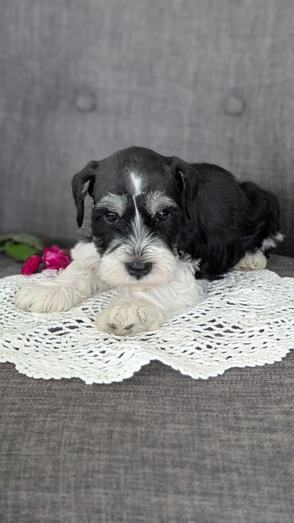 MINI SCHNAUZER (JAN 20) MALES