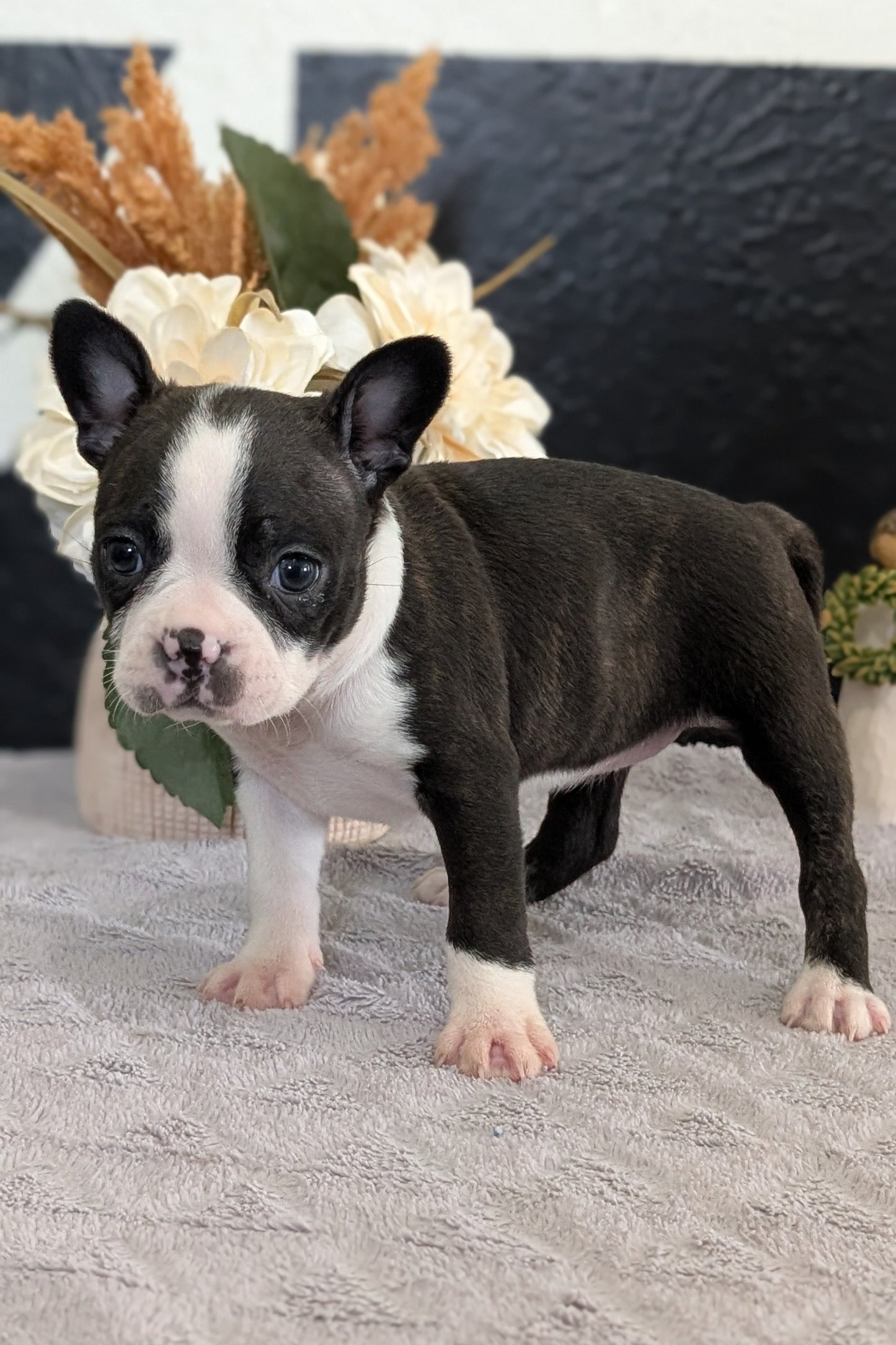 BOSTON TERRIER (FEB 09) FEMALES