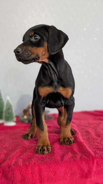 DOBERMAN PINSCHER (OCT 17) FEMALES