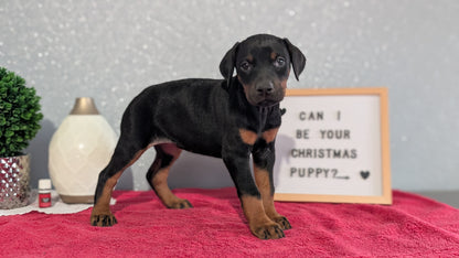 DOBERMAN PINSCHER (OCT 17) FEMALES