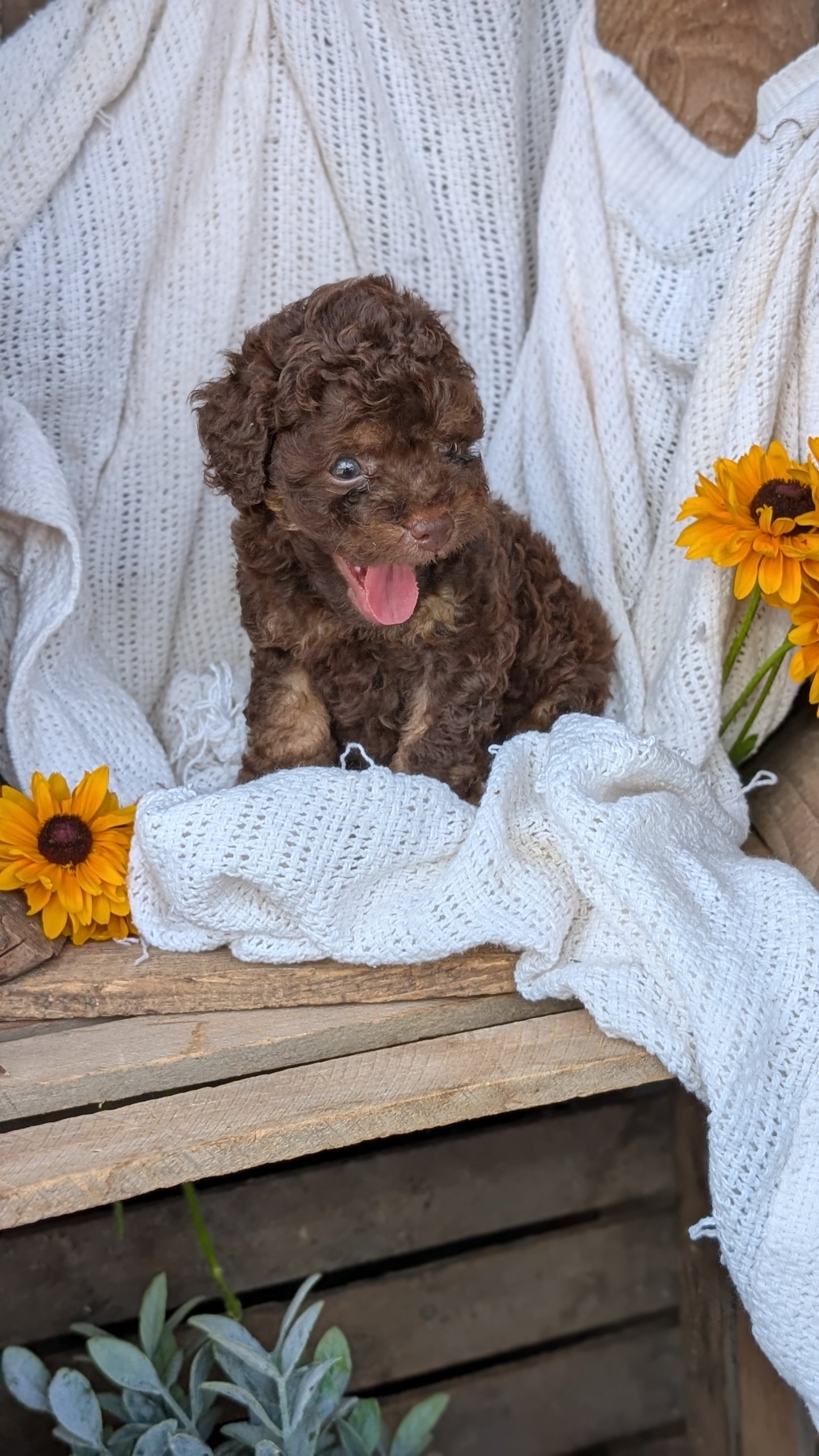 COCKAPOO (06/02) MALE