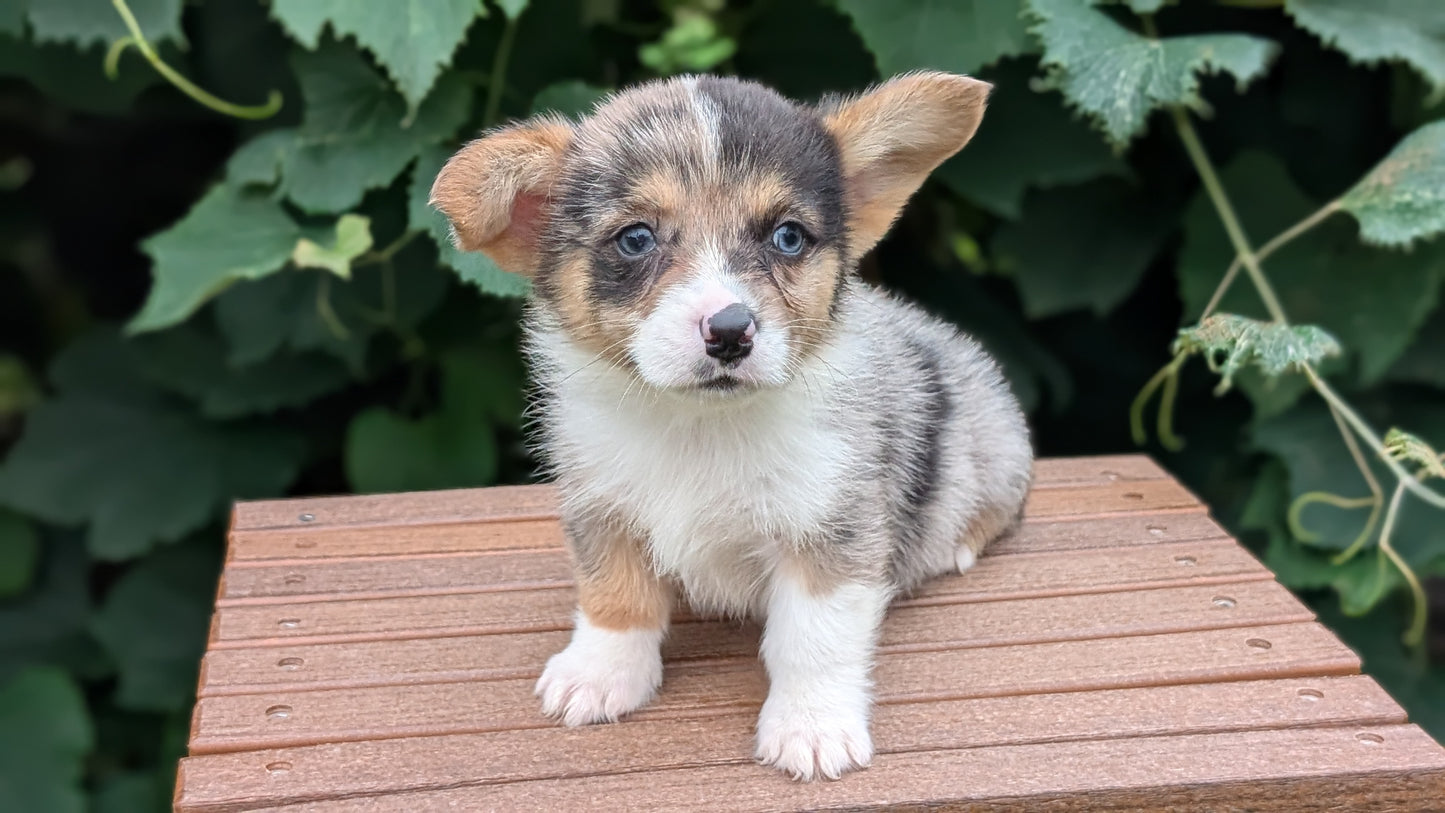 CORGI (JUN 22) MALES