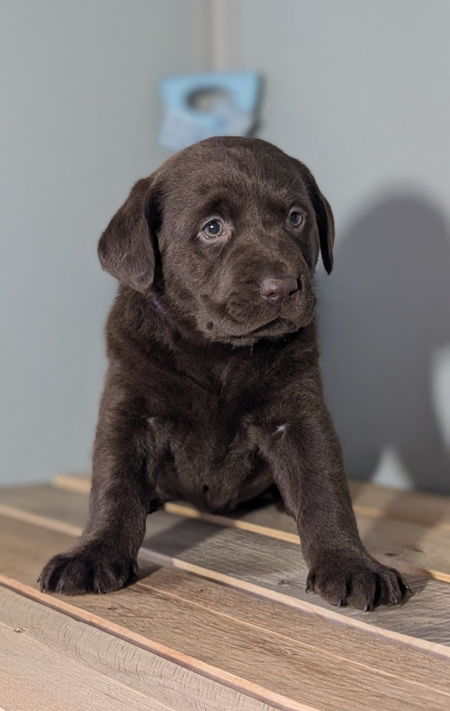 LABRADOR RETRIEVER (JAN 18) FEMALES