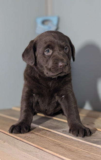 LABRADOR RETRIEVER (JAN 18) FEMALES