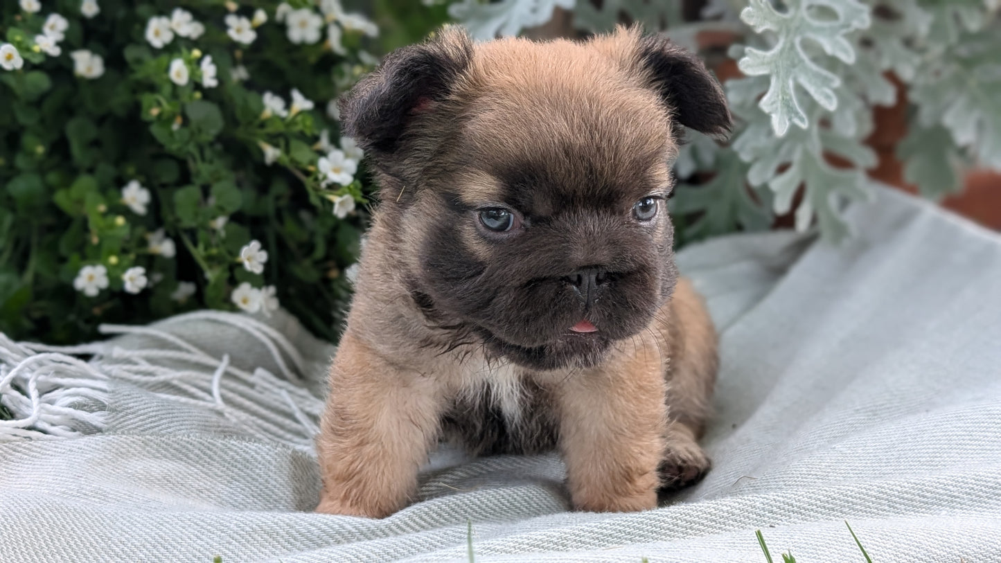 FRENCH BULLDOG (MAY 26) FEMALE