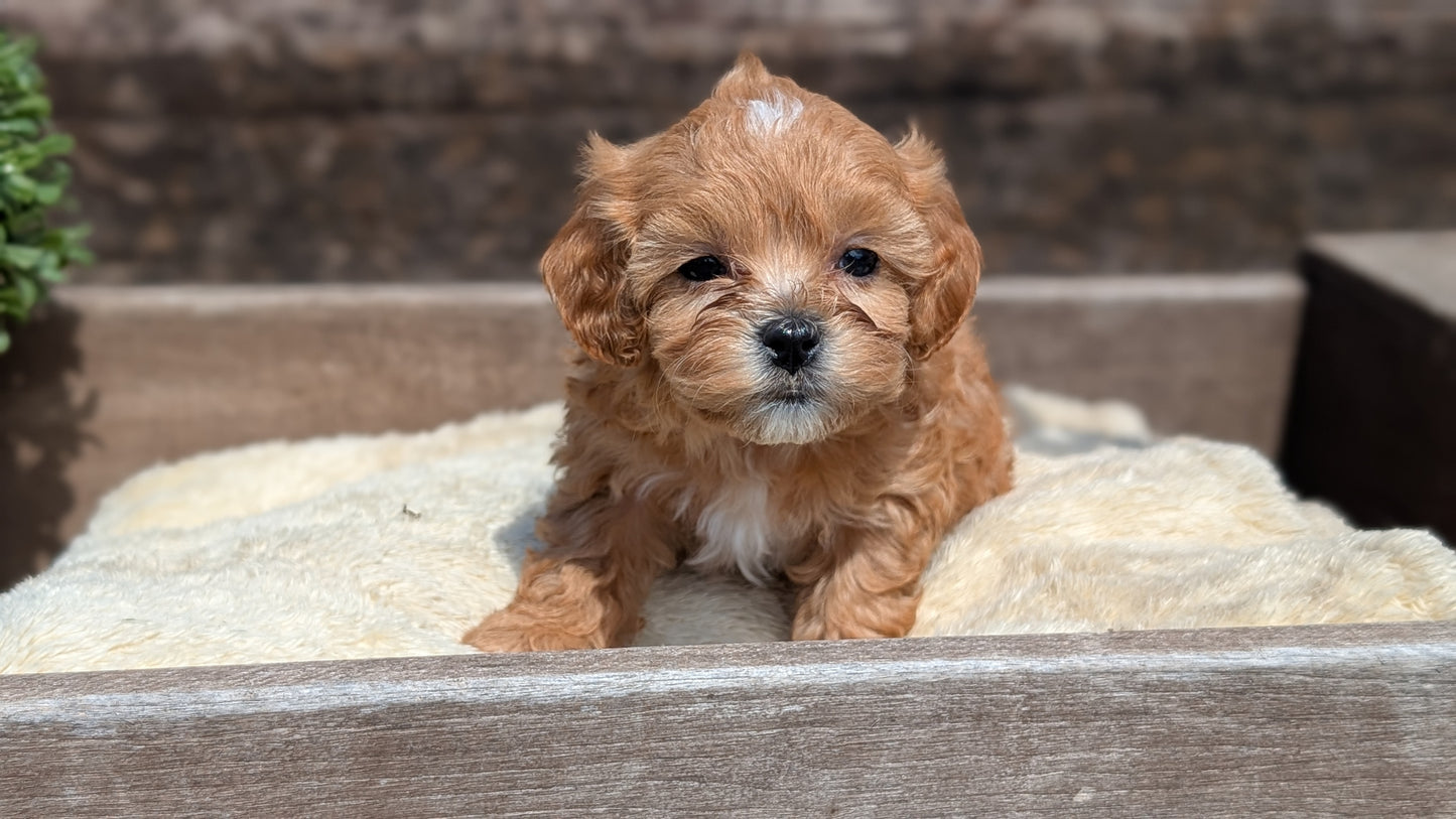 CAVAPOO (MAY 12) FEMALES