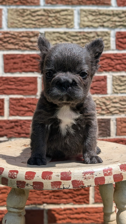 FRENCH BULLDOG (MAR 09) FEMALES