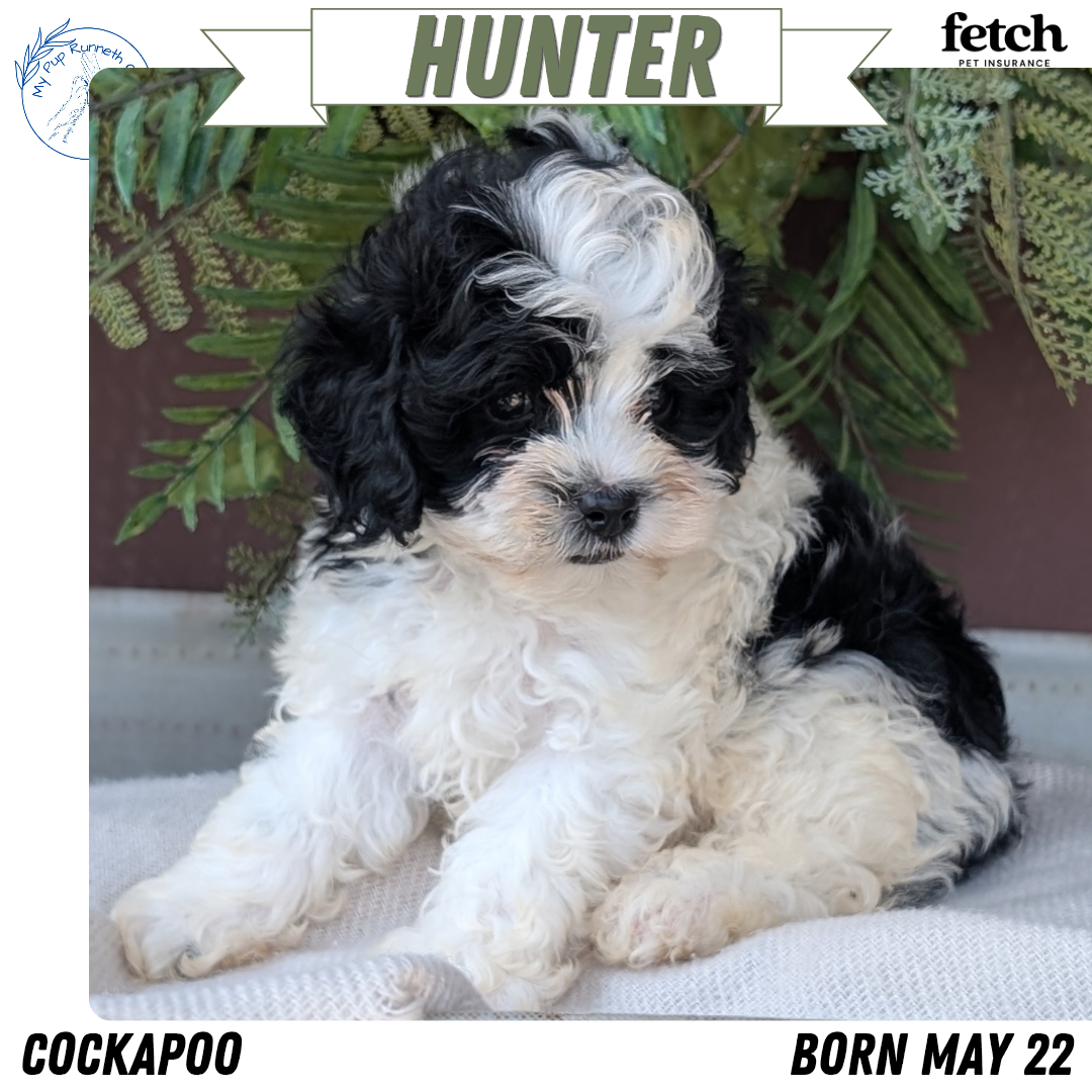COCKAPOO (MAY 22) MALES