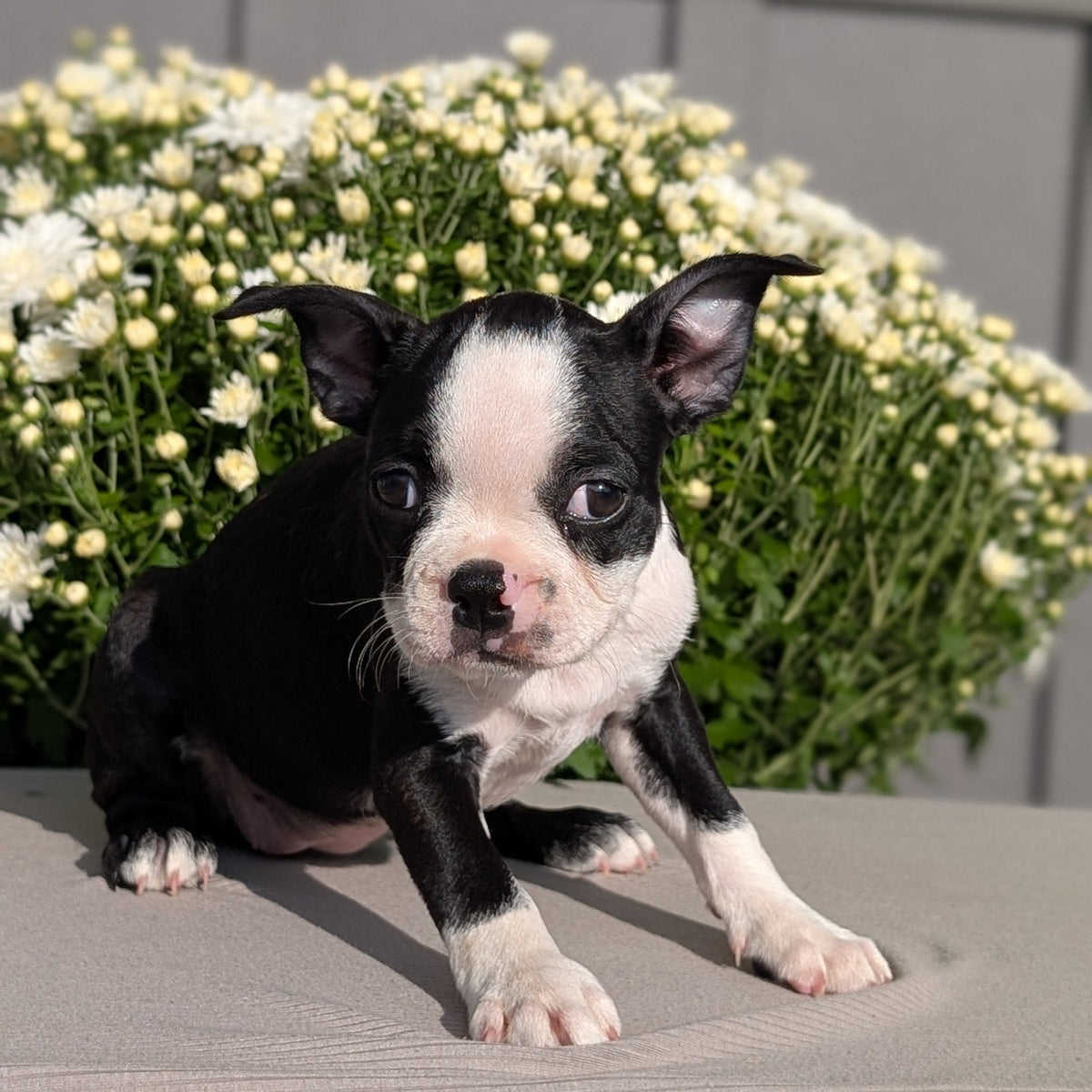 BOSTON TERRIER (JUL 11) 4 FEMALES/4 MALES