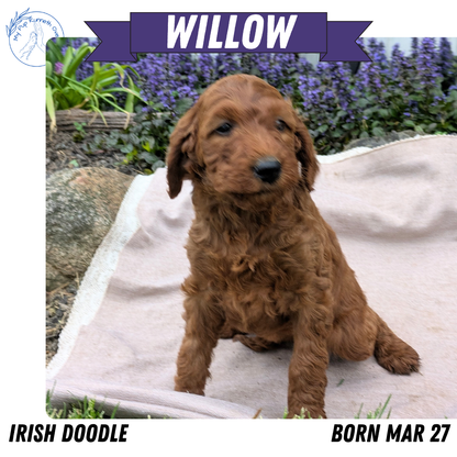IRISH DOODLE (03/27) FEMALE