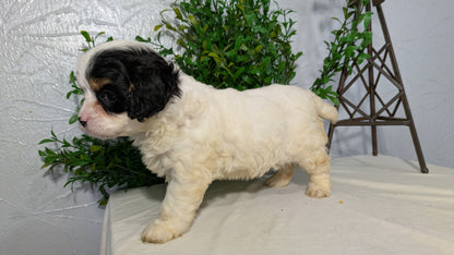 CAVAPOO (02/17) FEMALE
