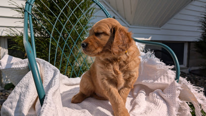GOLDEN RETRIEVER (07/24) FEMALE