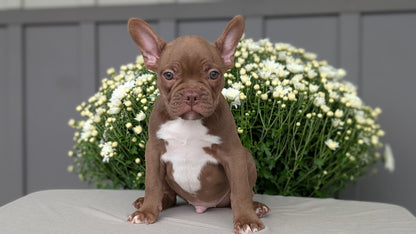 FRENCHTON (JUL 14) 2 MALES/1 FEMALE
