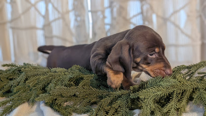 MINI DACHSHUND (NOV 16) MALES