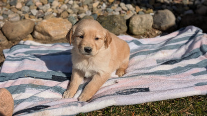 GOLDEN RETRIEVER (02/01) FEMALE