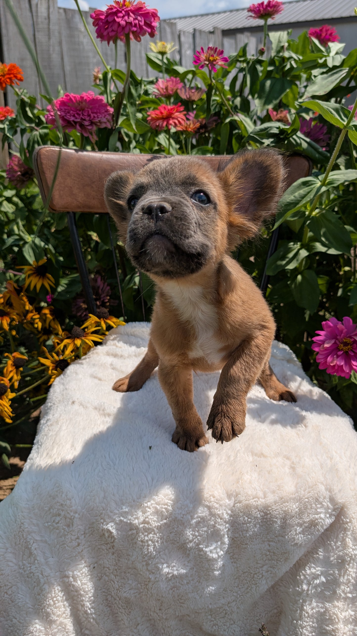 FRENCH BULLDOG (05/07) MALE