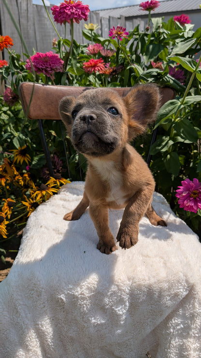 FRENCH BULLDOG (05/07) MALE
