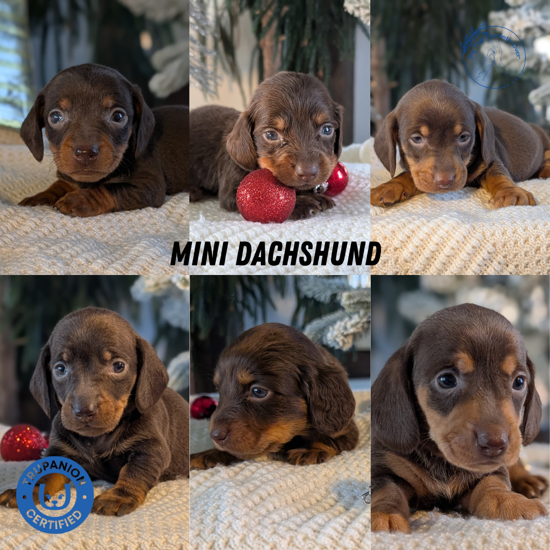MINI DACHSHUND (NOV 16) MALES