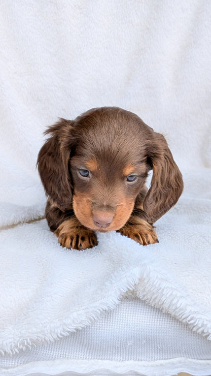 MINI DACHSHUND (02/21) MALE
