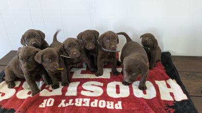 LABRADOR RETRIEVER (11/03) MALE